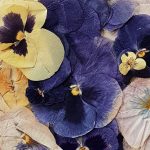 est1966 blue violetsest1966 blue violets