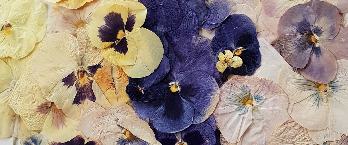 est1966 blue violetsest1966 blue violets